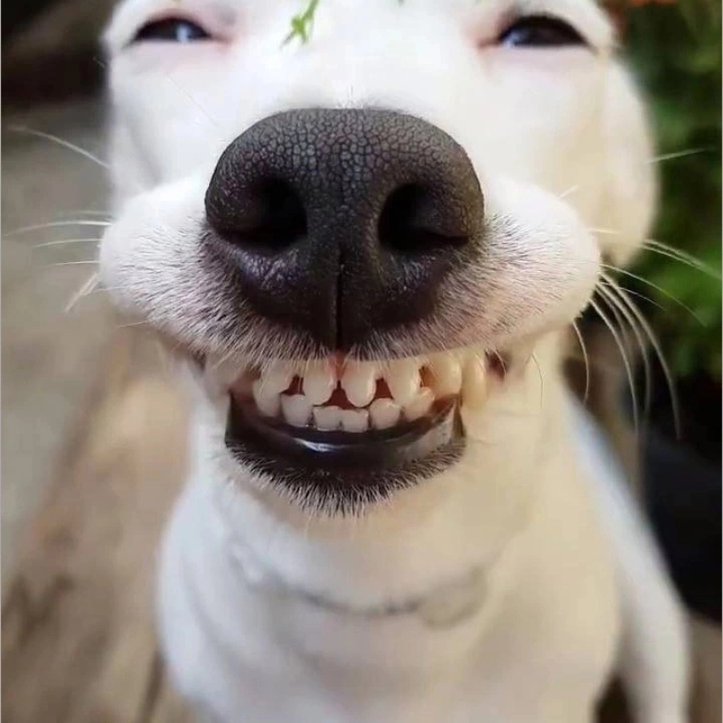 meme cười 24