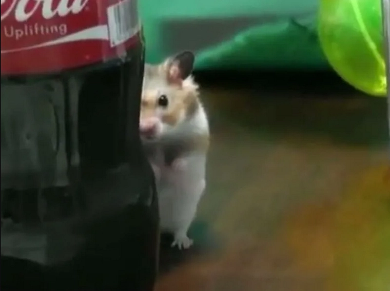 ảnh hamster meme 5