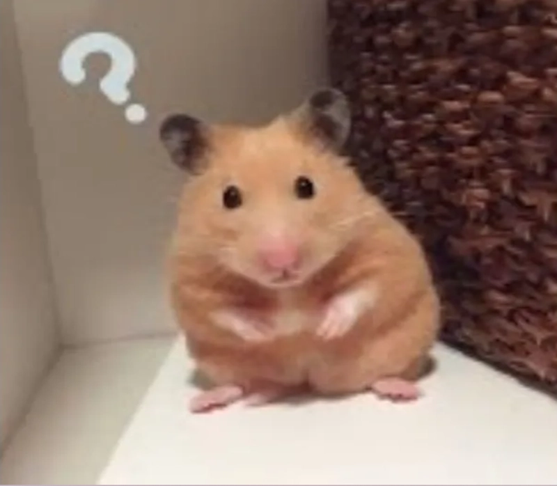 119+ Ảnh Hamster Meme Gây Bão Mạng: Cười Thả Ga Với Biểu Cảm Độc Lạ
