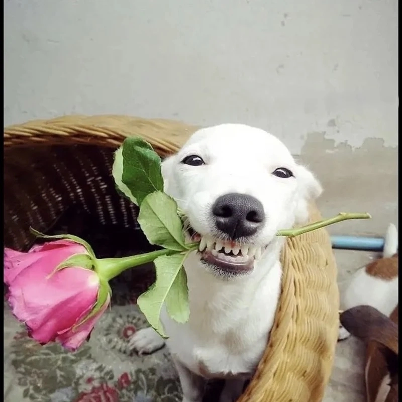 meme chó bựa 10