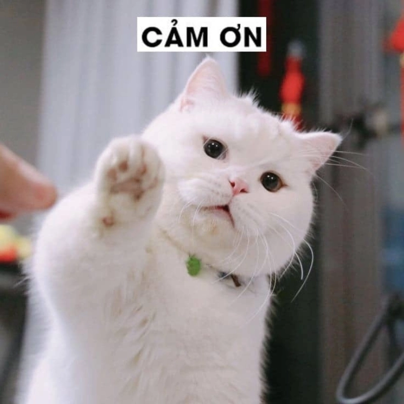 meme dễ thương 25