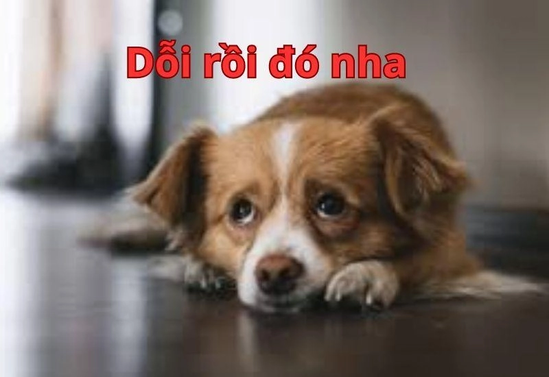 ảnh meme dỗi 13