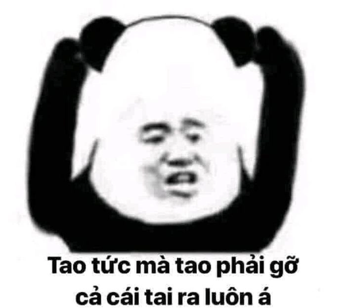 ảnh meme gấu 9