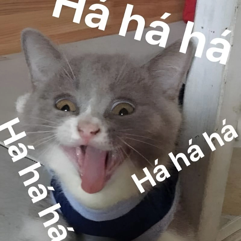 Ảnh meme haha 10