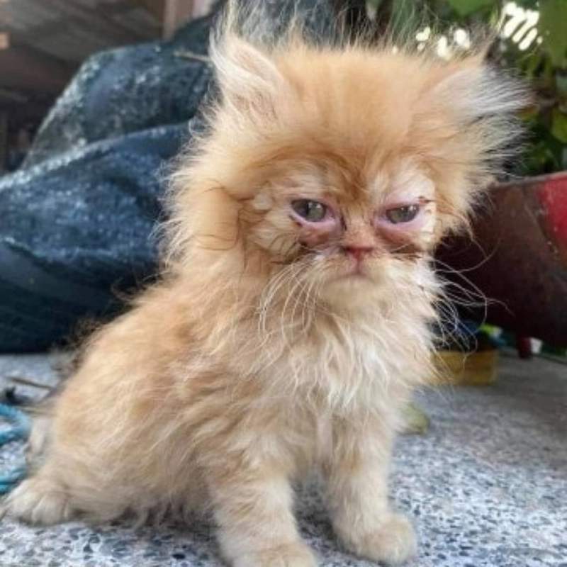 meme hài hước 21