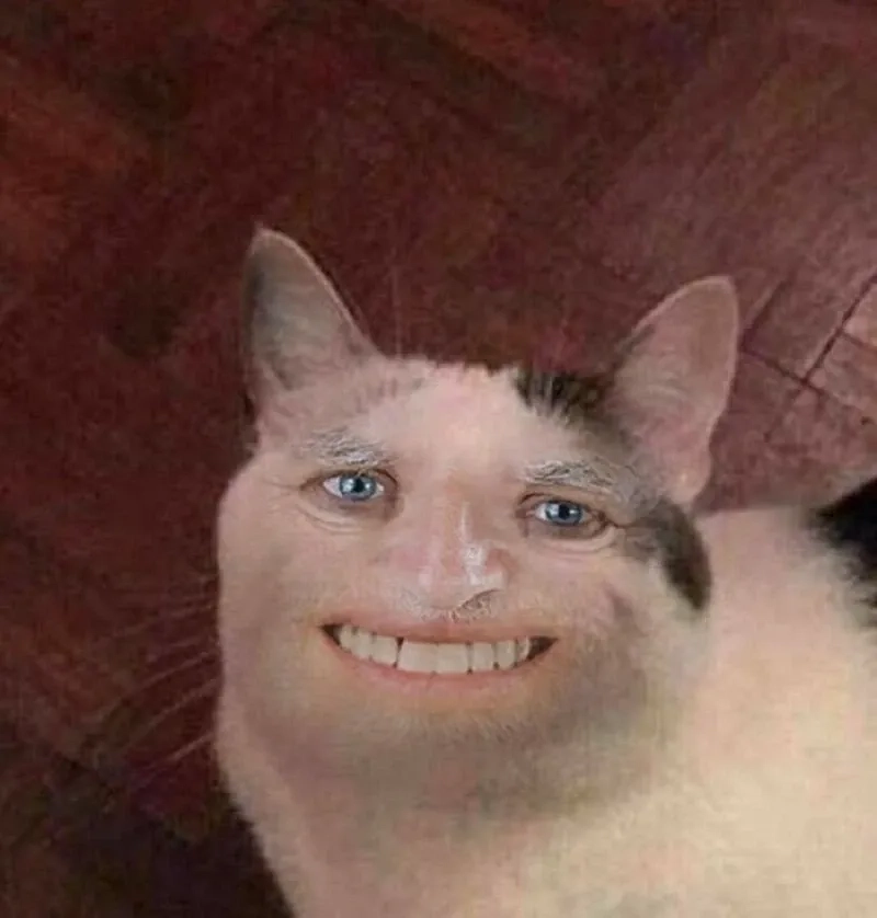 ảnh meme mèo cười 2