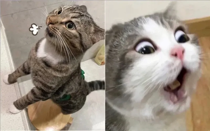 ảnh meme mèo cười 17