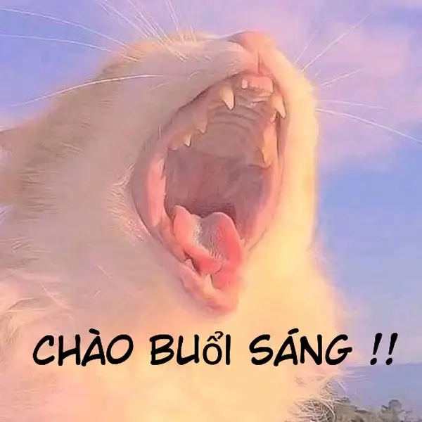 Ảnh meme xin chào 3