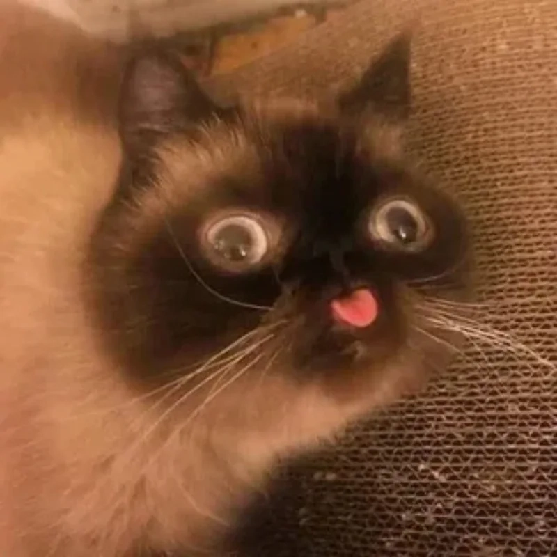 ảnh chế meme mèo bựa 26
