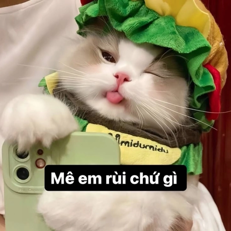 Meme mèo vô tri 2