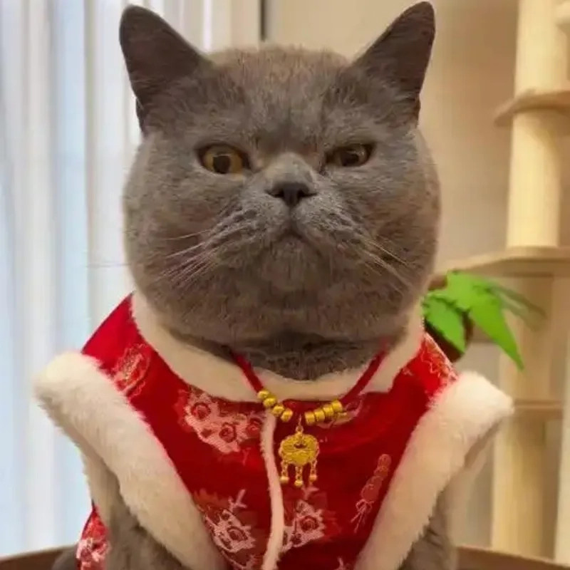 meme mèo Tết 16