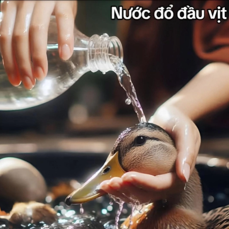 meme vịt 13