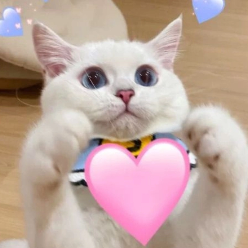Meme mèo cute 25