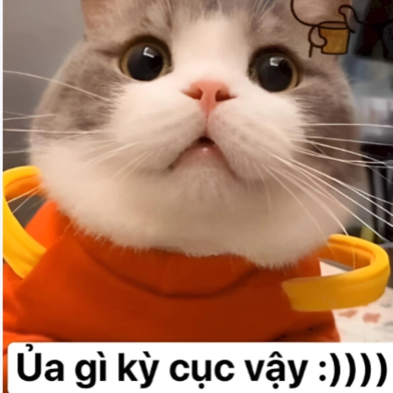 Meme mèo cute 28