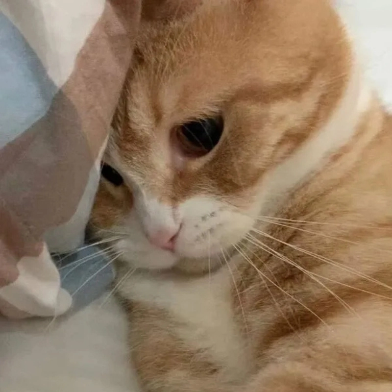 Meme mèo cute 17