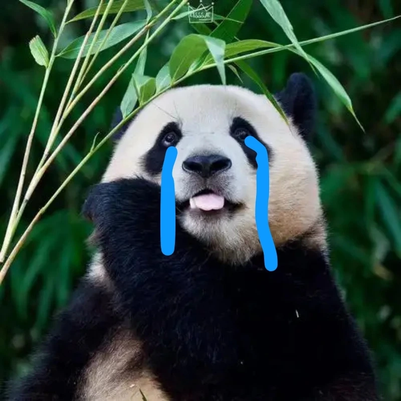 gấu trúc bựa 6