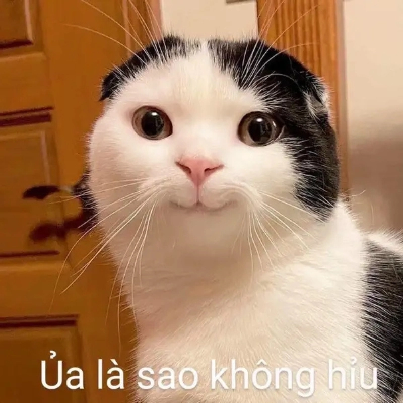 ảnh meme Không 3