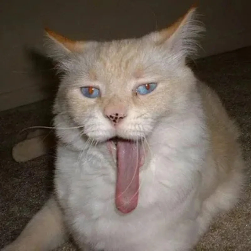 ảnh chế meme mèo bựa 17
