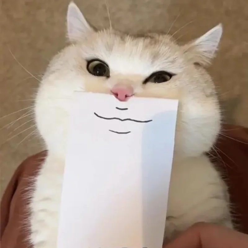 ảnh chế meme mèo bựa 3