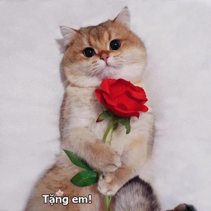 meme mèo cầm hoa 13