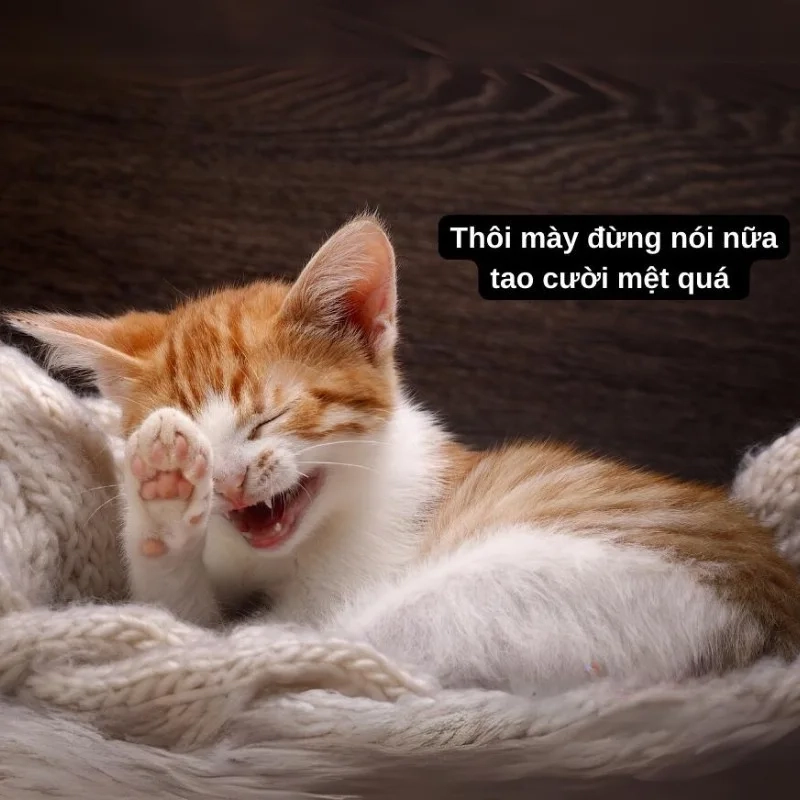 meme mèo cười 43