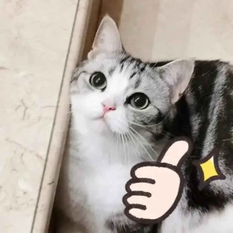 meme mèo cười 29