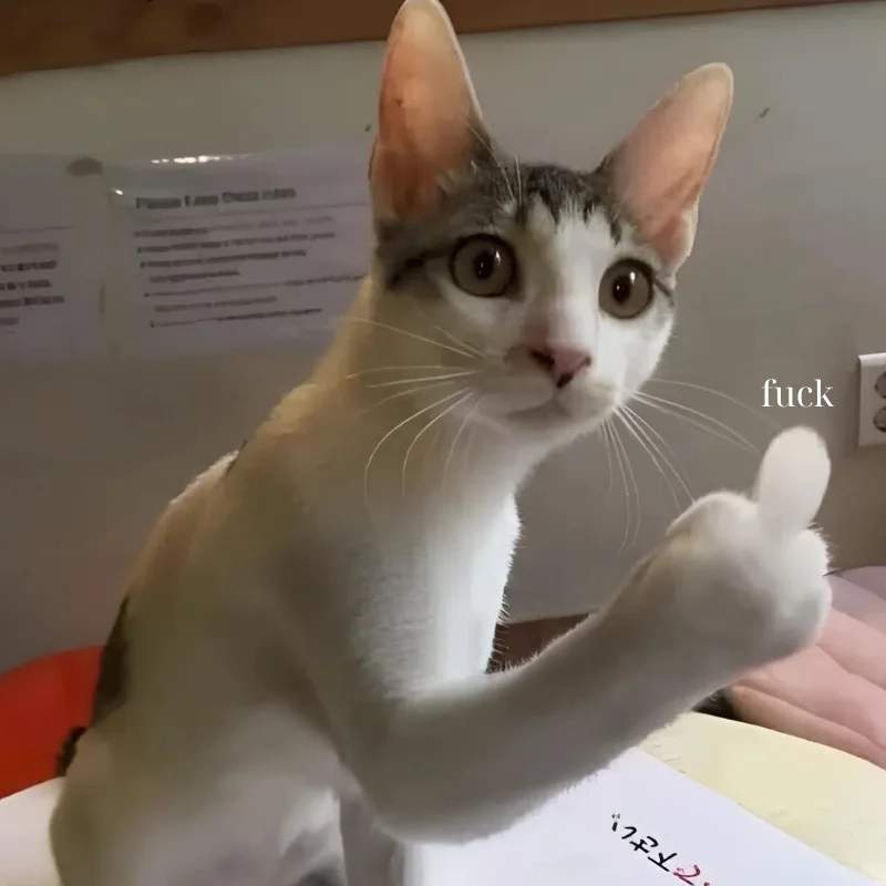 meme mèo cười 27
