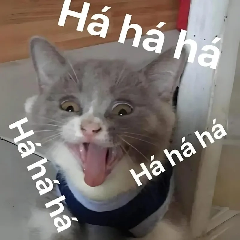 meme mèo cười 4