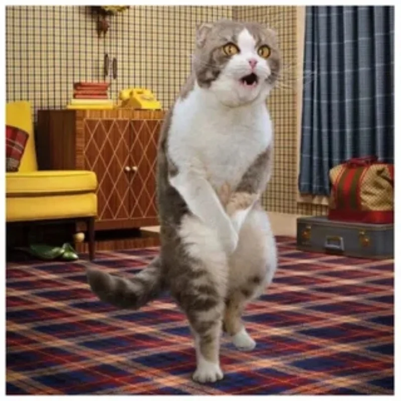 ảnh chế meme mèo bựa 39