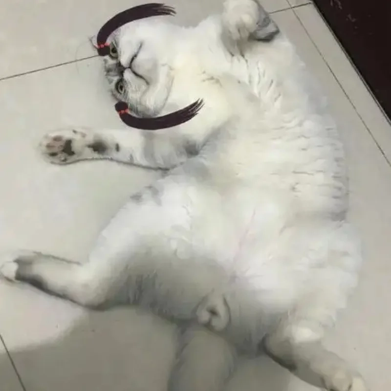 ảnh chế meme mèo bựa 35