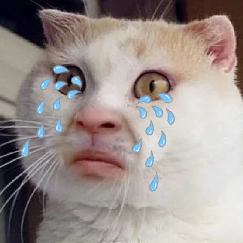 ảnh meme mèo khóc 34