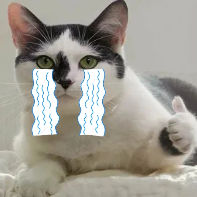 ảnh meme mèo khóc 22